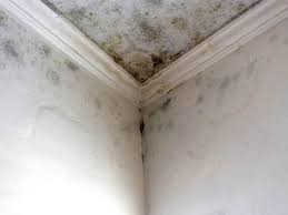 Mold Documentation for Insurance Claims in Vinita, OK